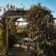 Pergola en bois avec plantes grimpantes.